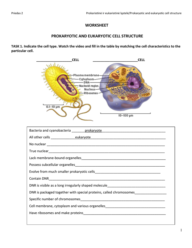 Cells Prokaryotic Vs Eukaryotic Worksheet Made By Teachers