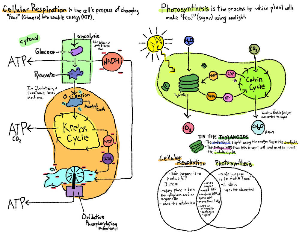 Cellular Respiration And Photosynthesis Diagram By Match Your Steps On