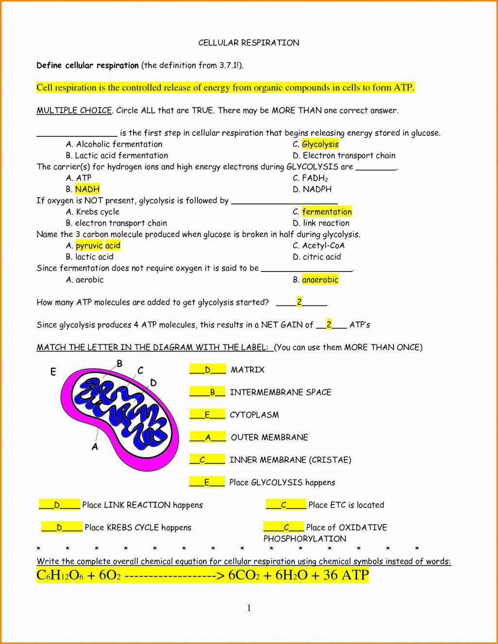 Cellular Respiration Interactive Worksheet Topworksheets