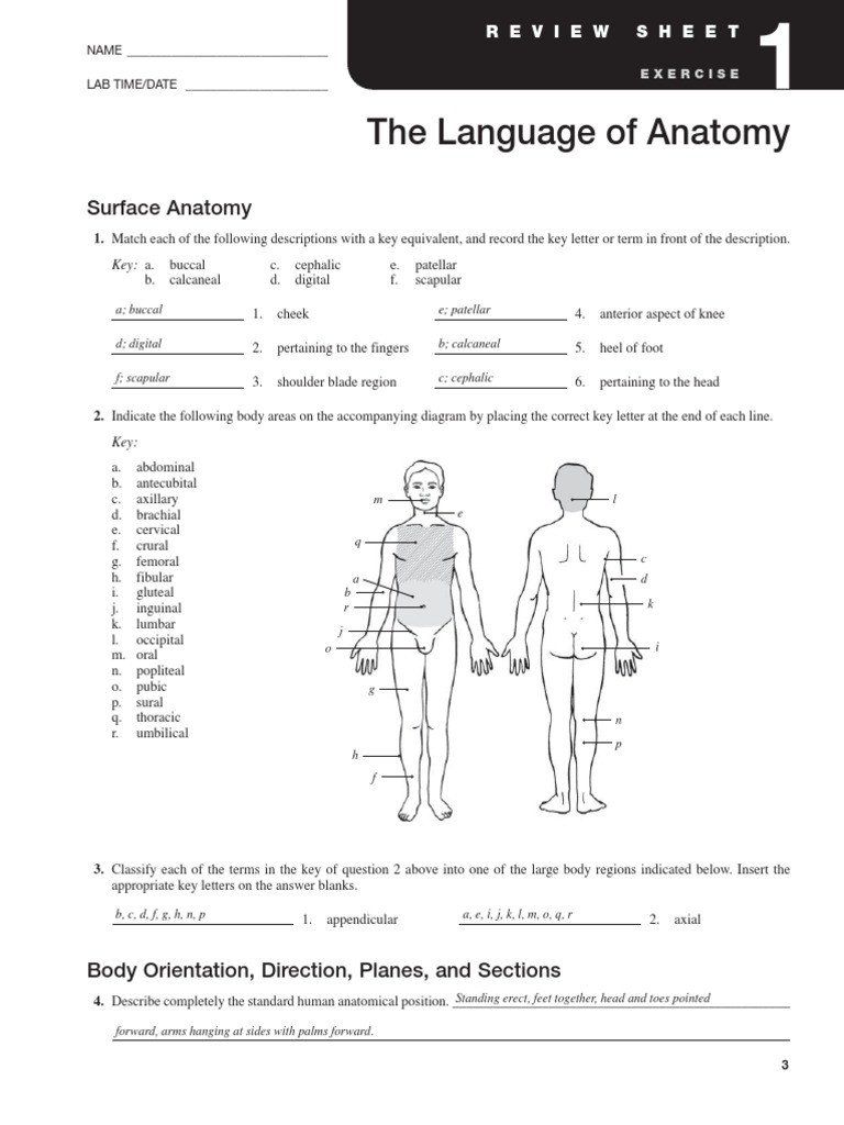 5 Essential Medical Terms from Chapter 5 Worksheet