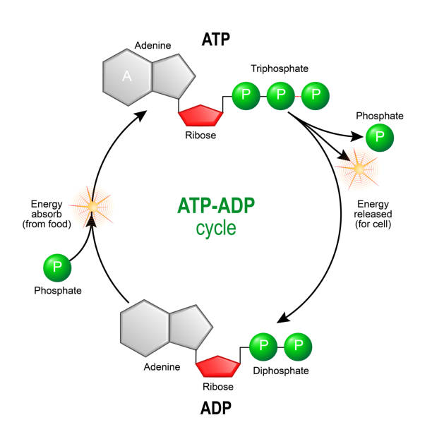 Chapter 8 1 Atp Adp Energy Cycle Mehboobridah