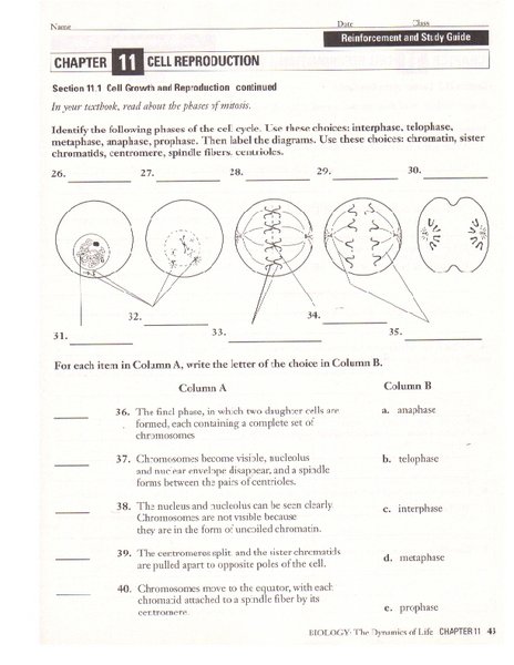 Unlock Cell Reproduction Secrets with Our Answer Key