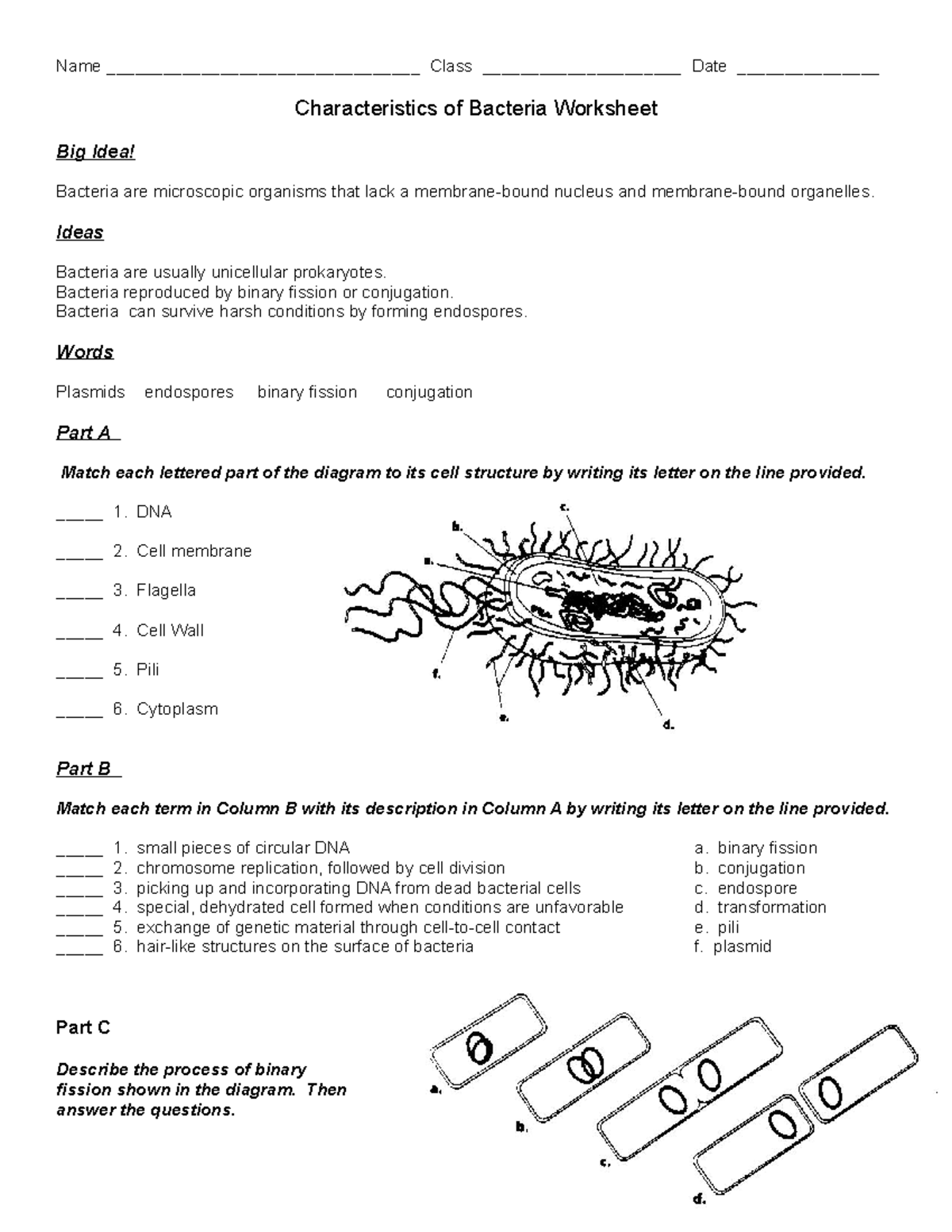 Characteristics Of Bacteria Worksheet Answers Db Excel Com