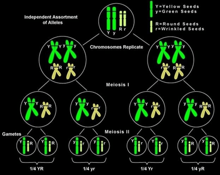 Chromosome Theory And Linkage