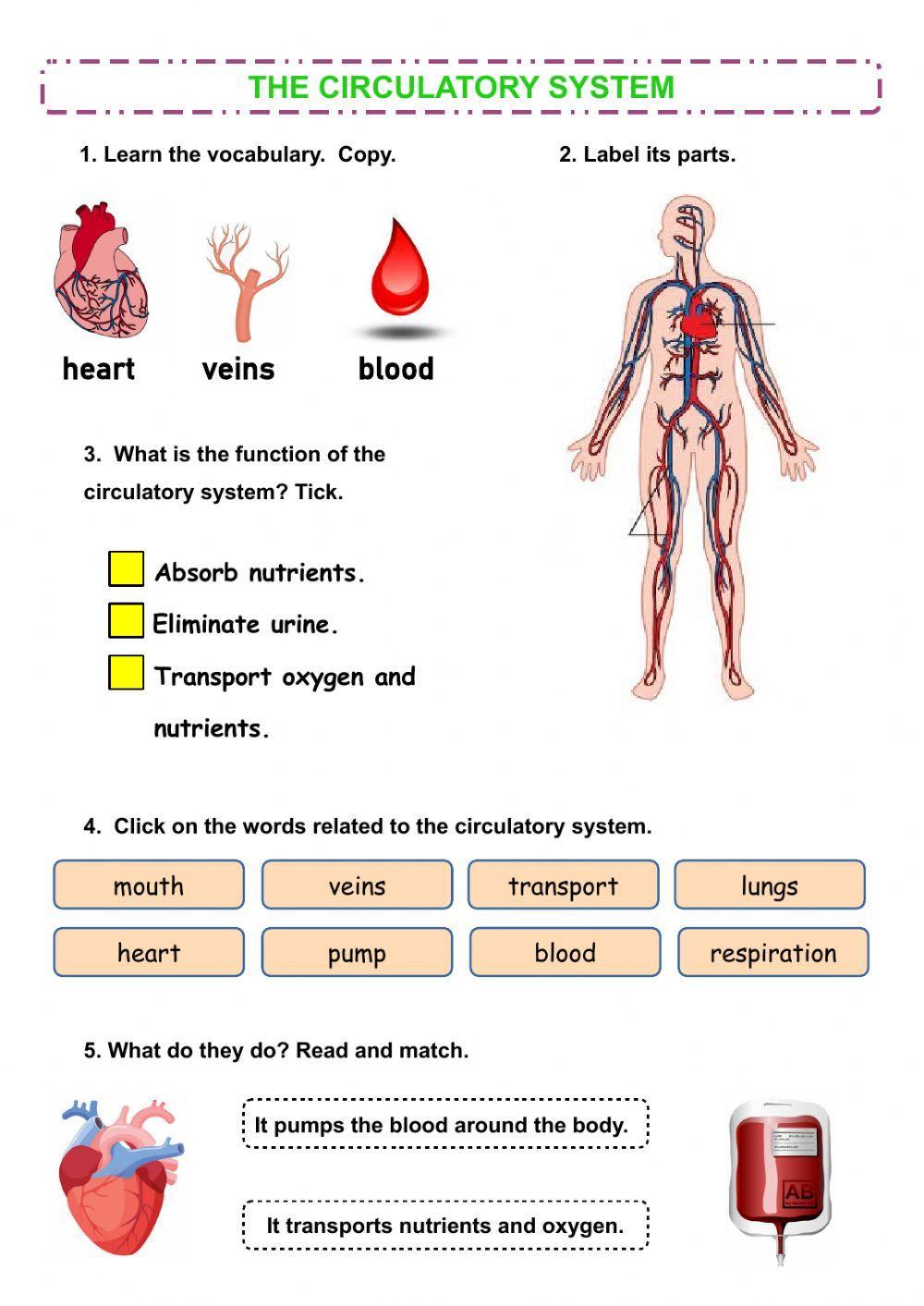 Circulatory System For Kids Worksheets Worksheets Master