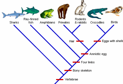 Cladogram Analysis Teaching Materials Pinterest Ap Biology Life Science And School