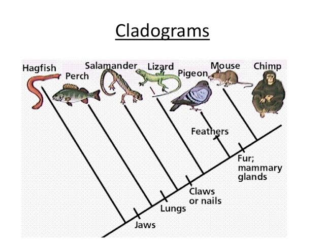 Cladogram Definition Types Examples