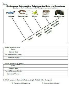 Cladogram Practice Interpreting Relationships Between Organisms