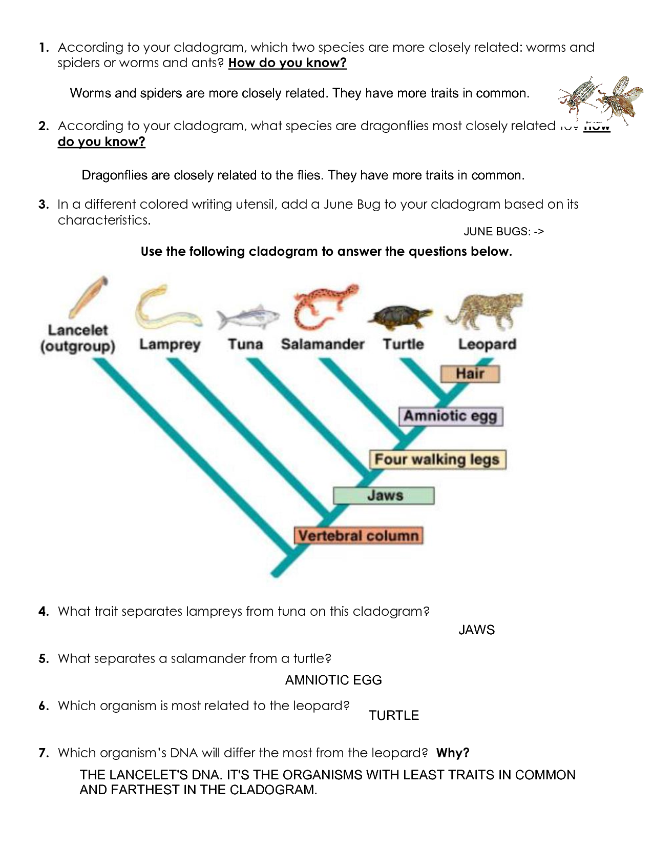 Cladogram Worksheets 2024