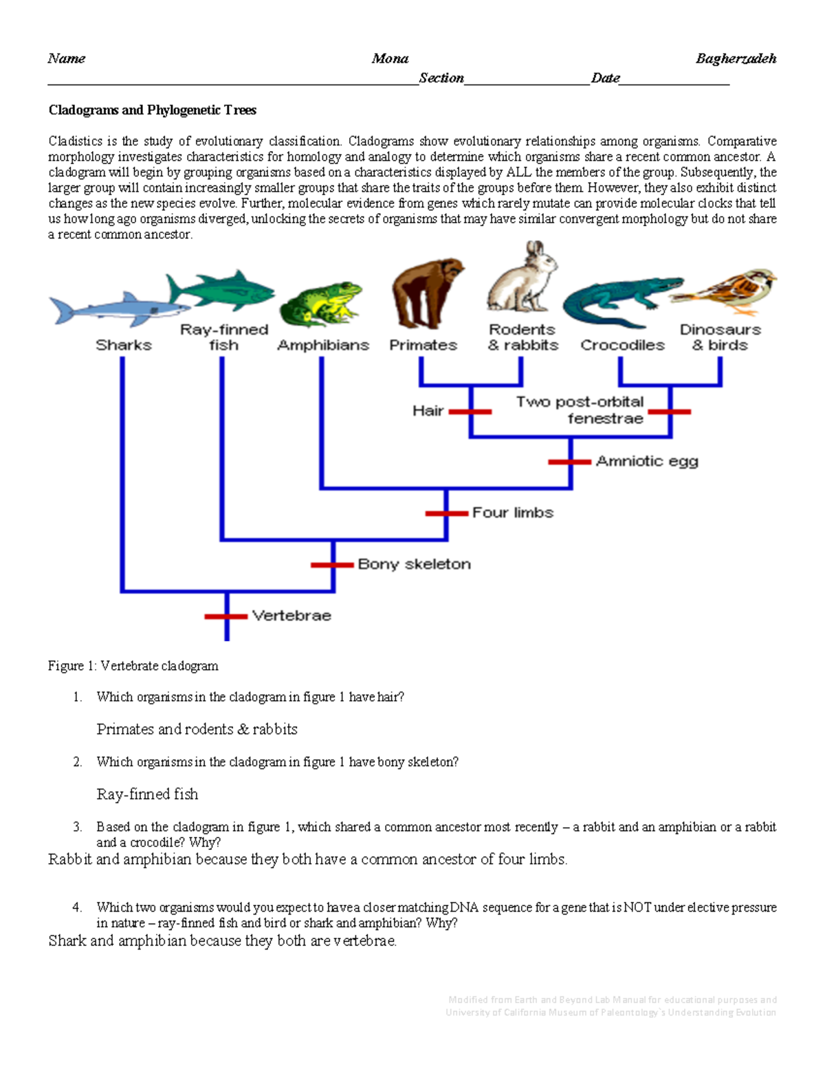 Cladograms Only Bio2 Assignment Modified From Earth And Beyond Lab