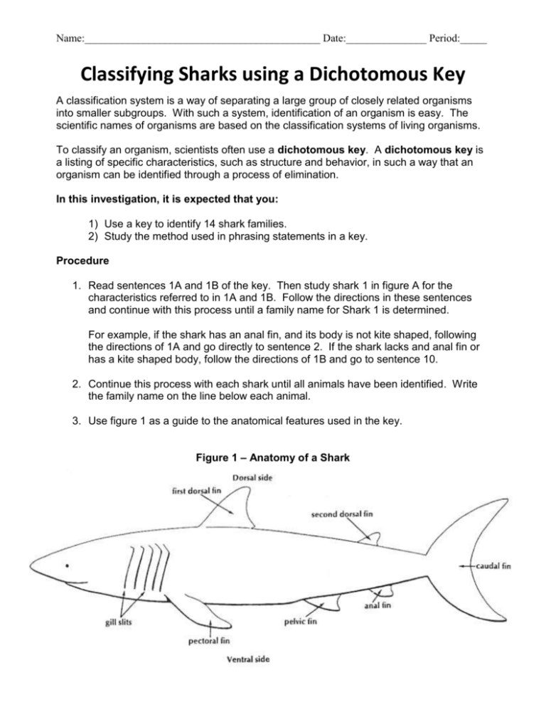 Classifying Sharks Using A Dichotomus Key Anatomy Worksheets