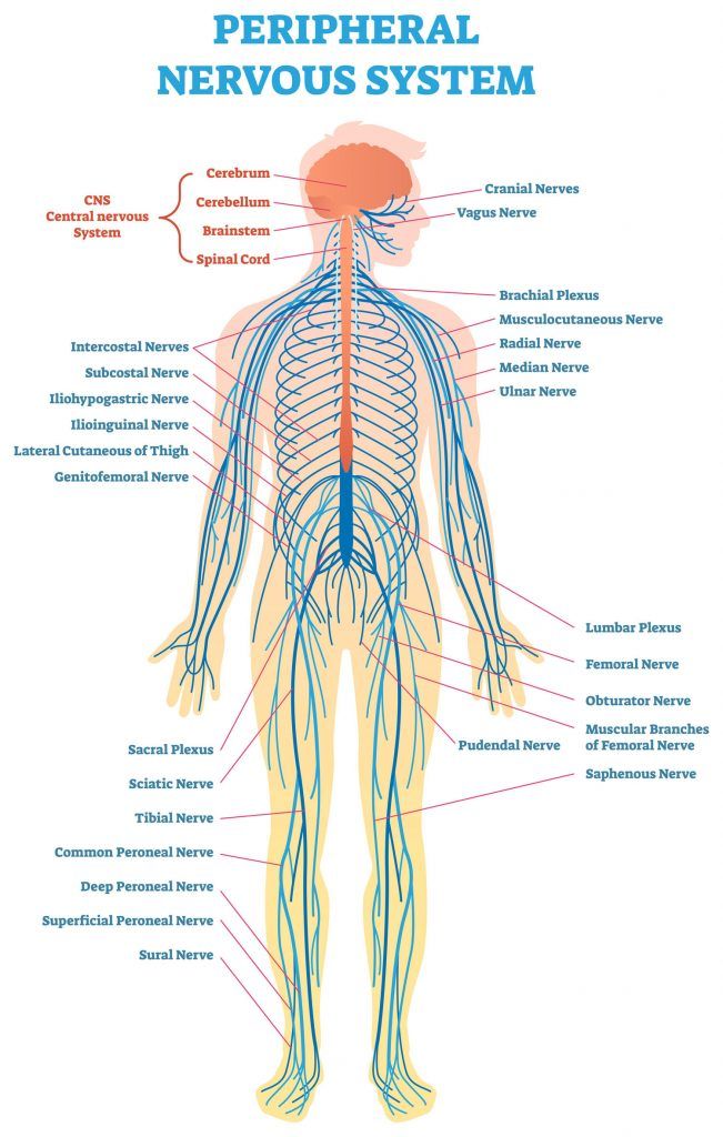 Cmt 101 Understanding Cmt The Peripheral Nervous System Cmt