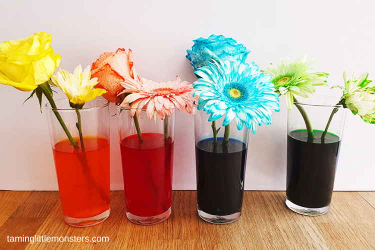 Color Changing Flowers Experiment For Kids Fun A Day