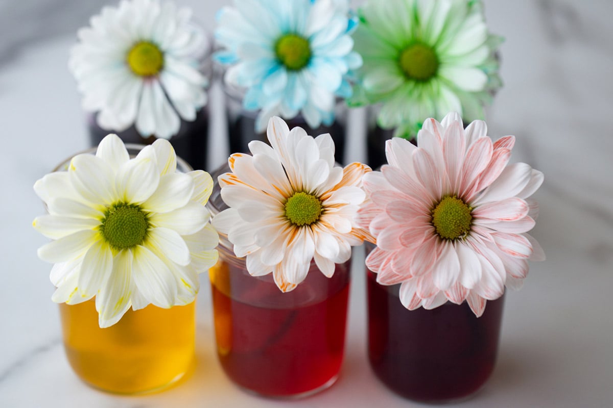 Color Changing Flowers The Best Ideas For Kids