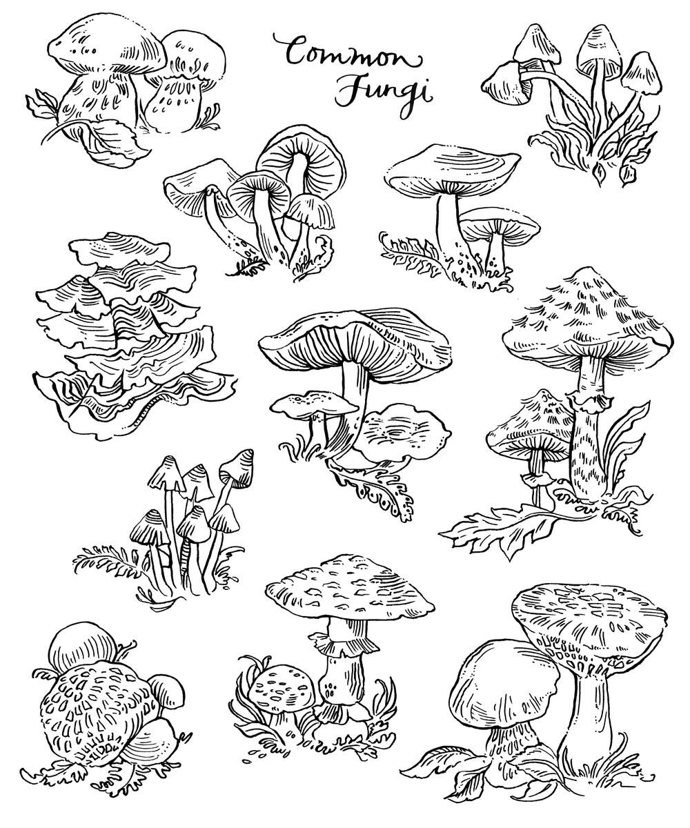 Coloring Pages Plants And Fungi Free Downloads