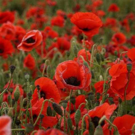 Veterans Day Common Flowers