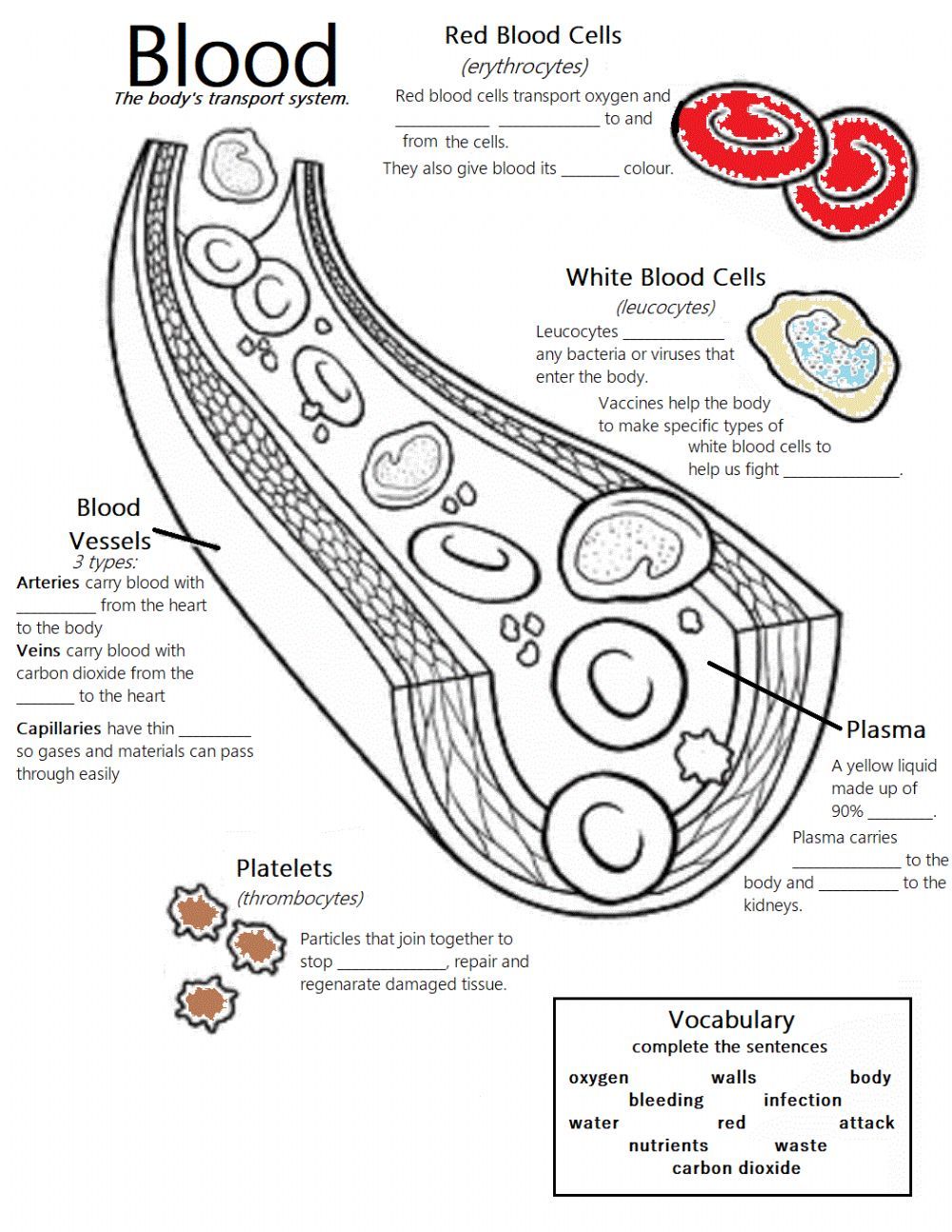 Components Of Blood Worksheet