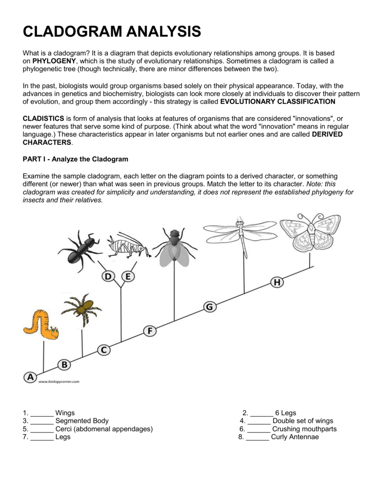 Constructing A Cladogram Worksheets Answers