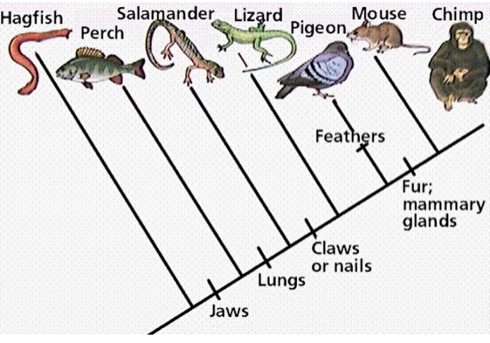 Constructing Cladograms Worksheets