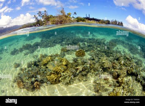 Coral Reef At Coconut Island Kaneohe Bay Oahu Hawaii Usa Stock Photo Alamy