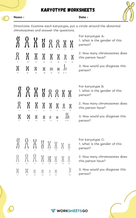 Decoding Our Genetic Blueprint Karyotype Worksheets Worksheetsgo