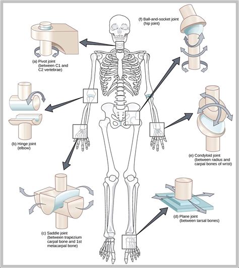 Definition Of Hinge Joint In Hindi At Sarah Nevarez Blog