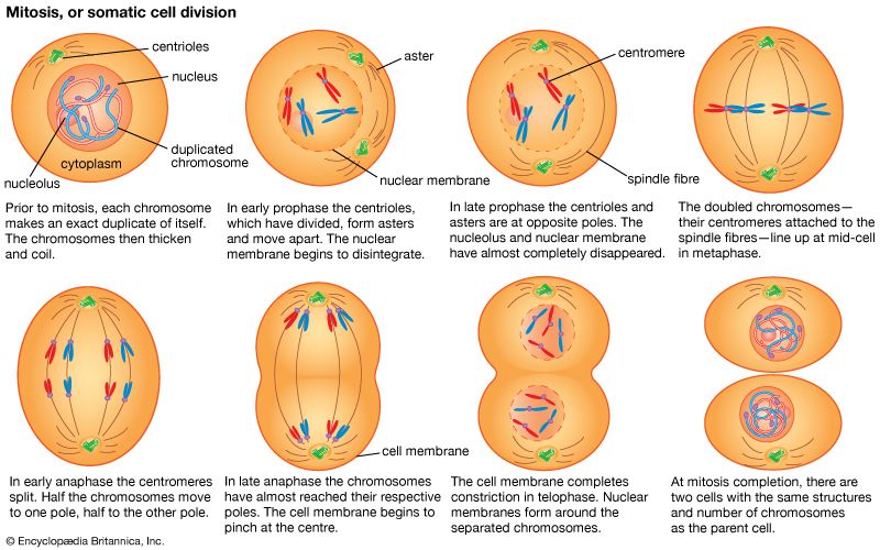 Describe The 4 Phases Of Mitosis What Are The Four Steps Of Mitosis