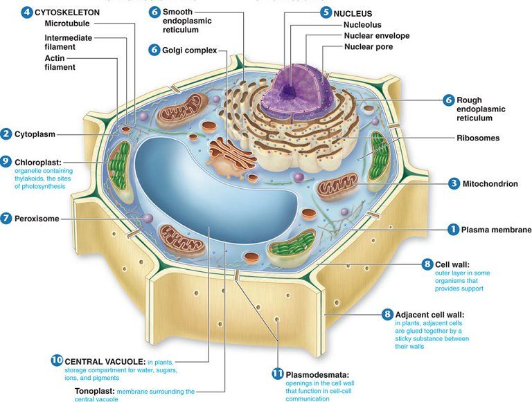 Diagram Detailed Labeled Diagram Of A Plant Cell Mydiagram Online