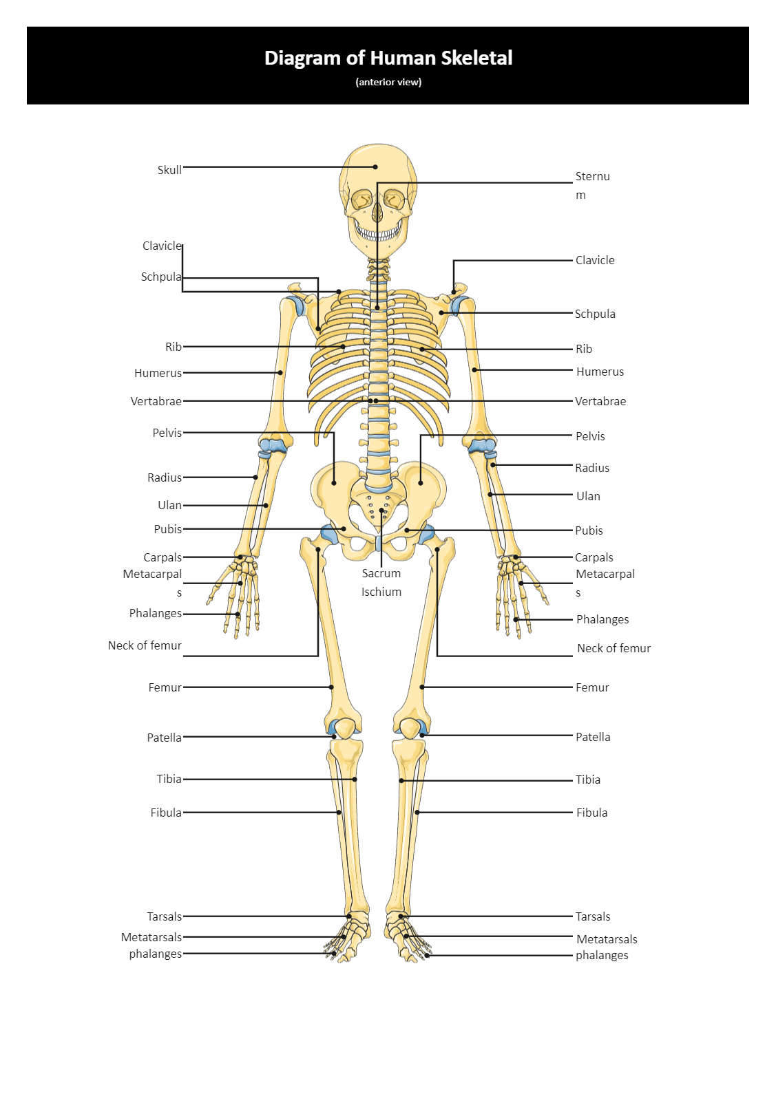 Diagram Human Skeleton Diagram To Label Mydiagram Online