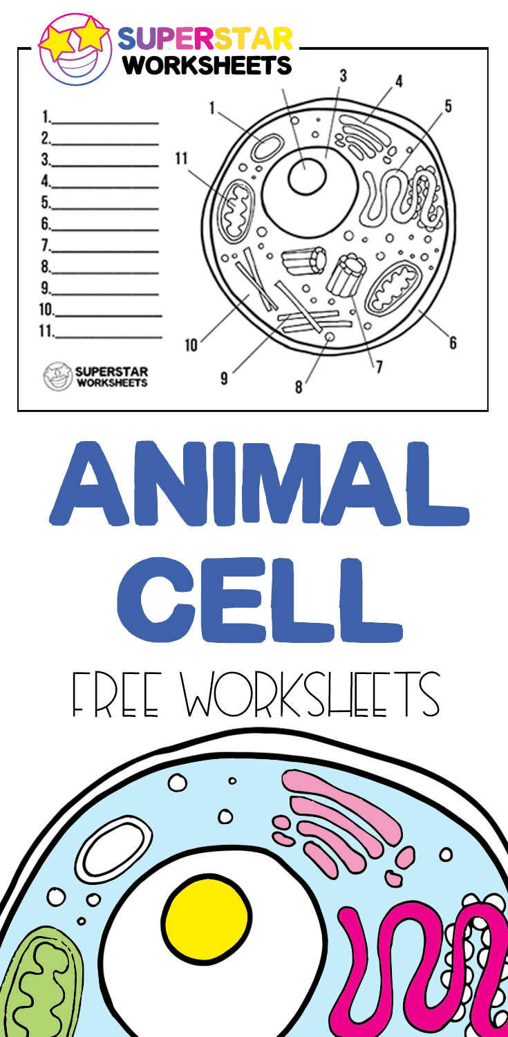 Diagram Of An Animal Cell Worksheets Teach Starter