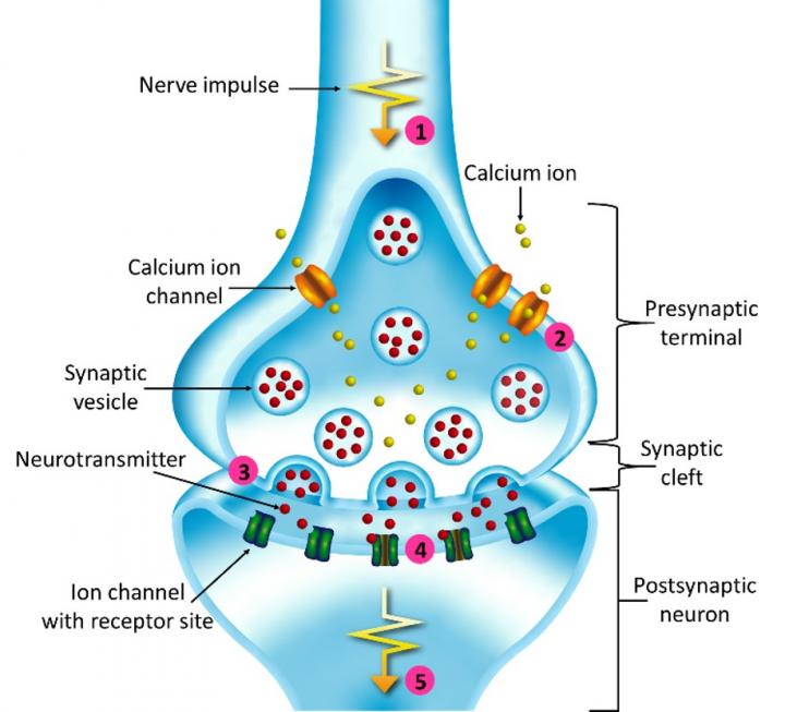 Diagram Of Anatomy Of Synapse Quizlet