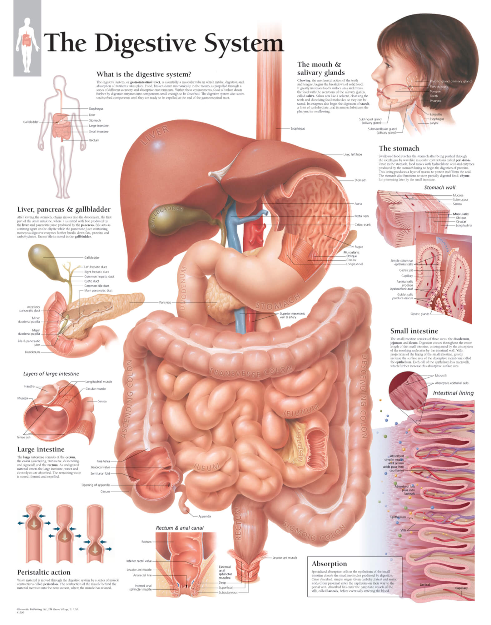 Diagram Of Digestive System Anatomy