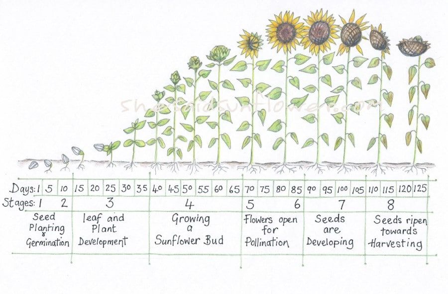 Diagram Of Sunflower Growth Stages Diagram Showing How Plants Grow