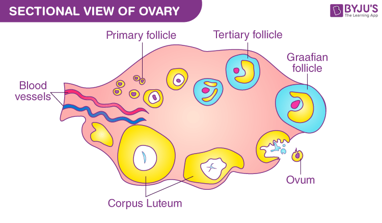 Diagram Ovary Reproductive System Diagram Labeled Mydiagram Online