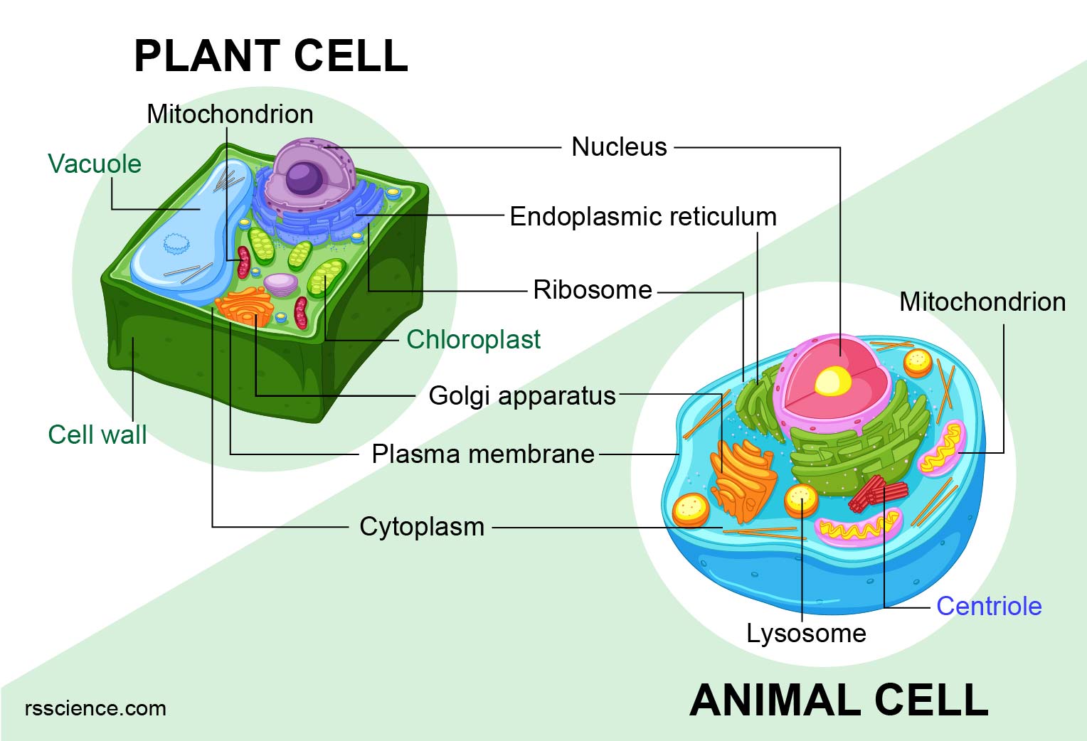 Difference Between Plant And Animal Cells