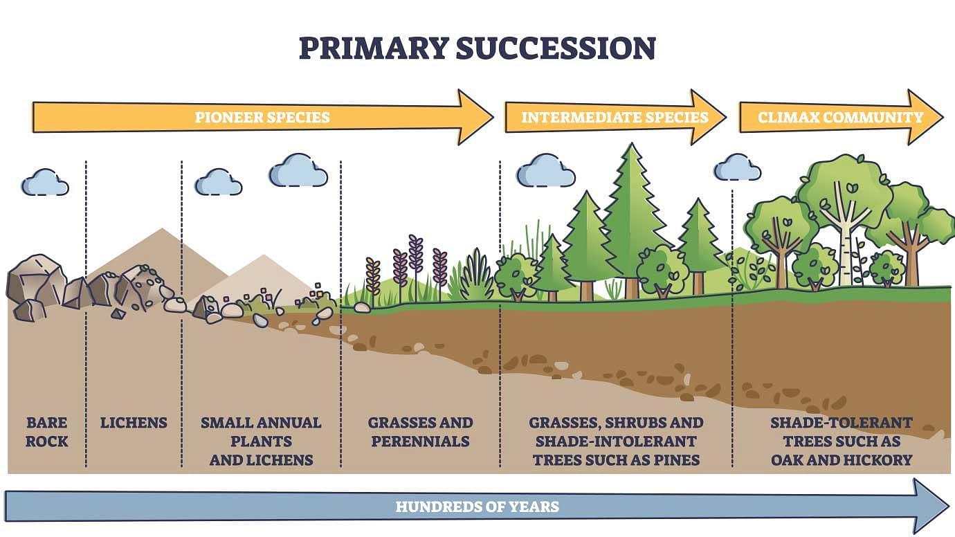 Difference Between Primary And Secondary Succession With Examples