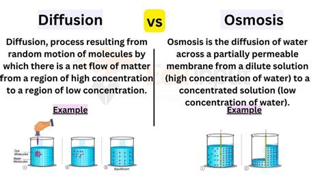 Differences Between Diffusion And Osmosis