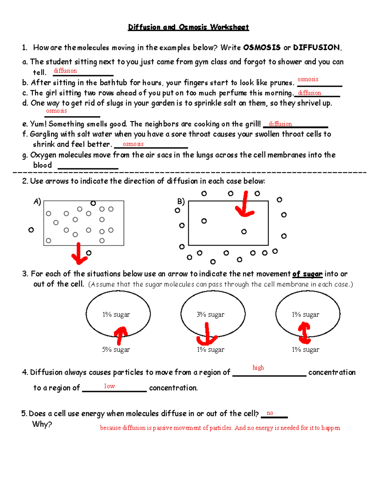 5 Key Points for Diffusion and Osmosis Worksheet Answers