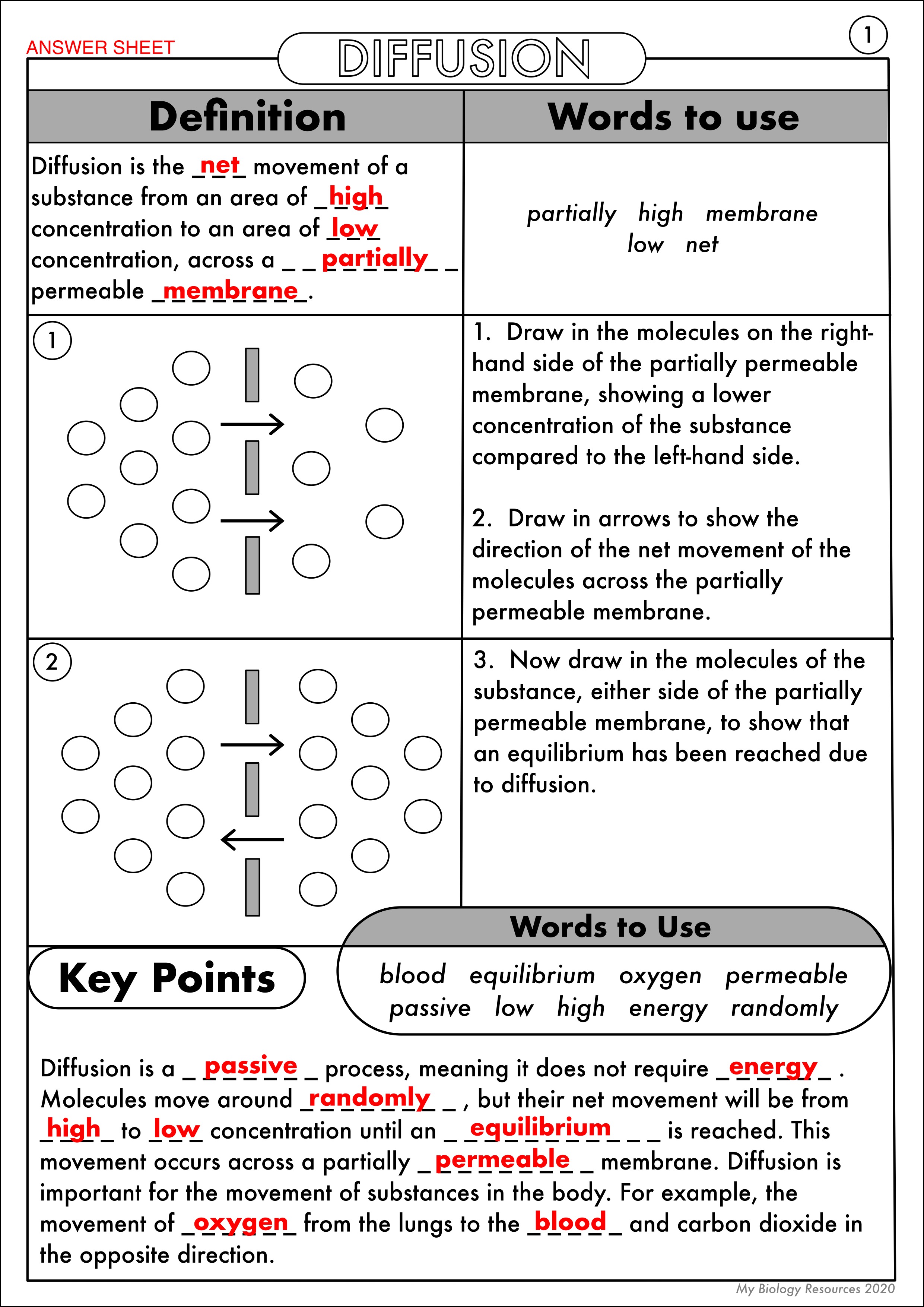 Diffusion Osmosis Active Transport Worksheet Made By Teachers