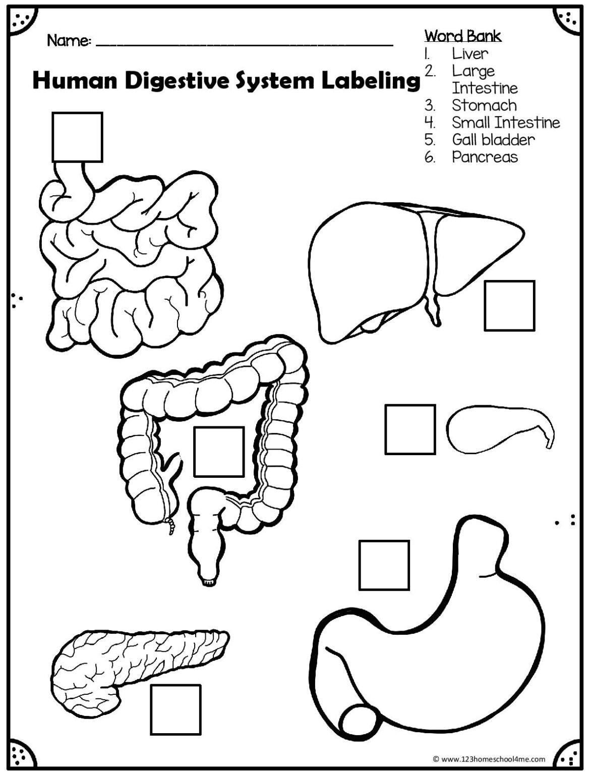 5 Fun Digestive System Worksheets for Kids