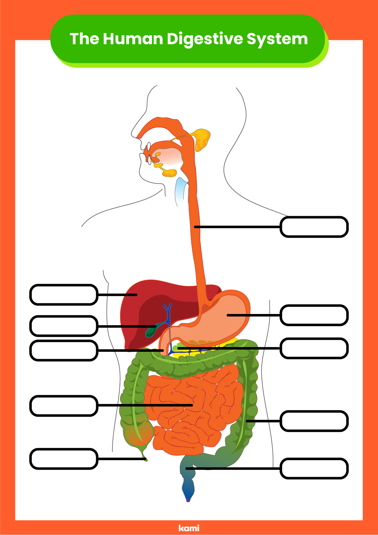 Digestive System Worksheet For Teachers Perfect For Grades 10Th 11Th 12Th 5Th 6Th 7Th