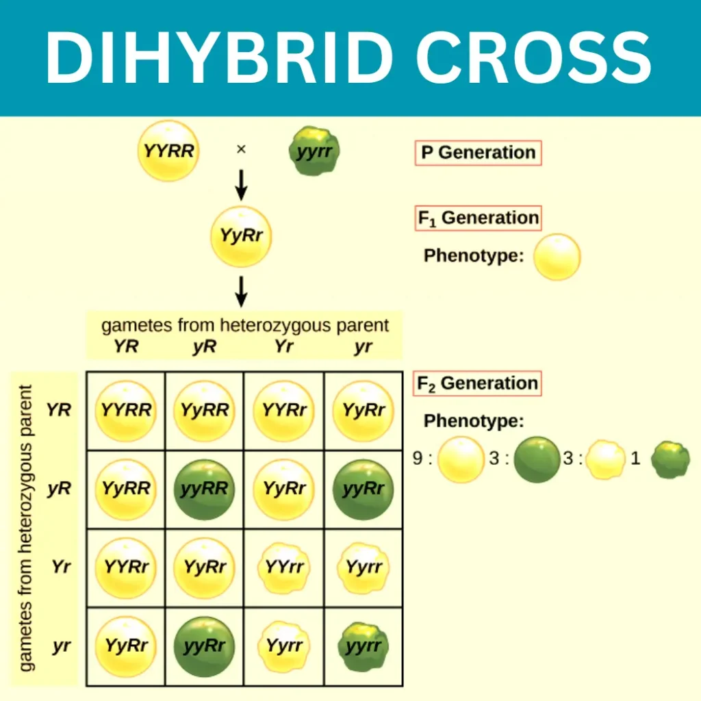 Dihybrid Cross Ppt Download