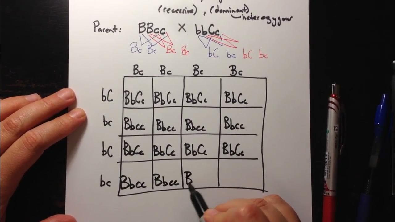 Dihybrid Crosses Using A Punnett Square Youtube