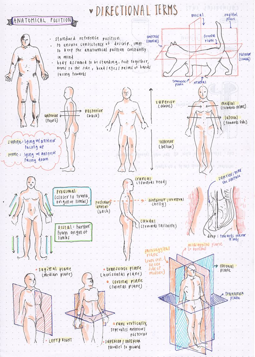 Directional Terminology Anatomy Study Or Cheat Sheet By Science With Mr