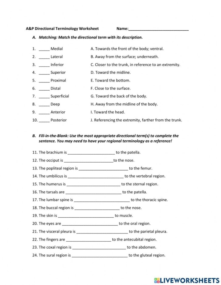 Directional Terms Anatomy Worksheet Answers Free Download Gambr Co