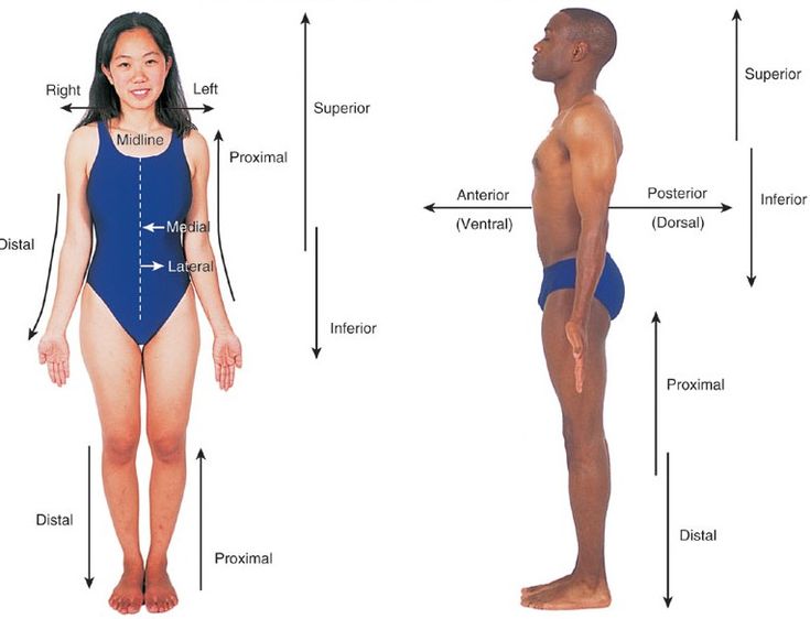 Directional Terms Body Regions Medical Terminology Human Anatomy