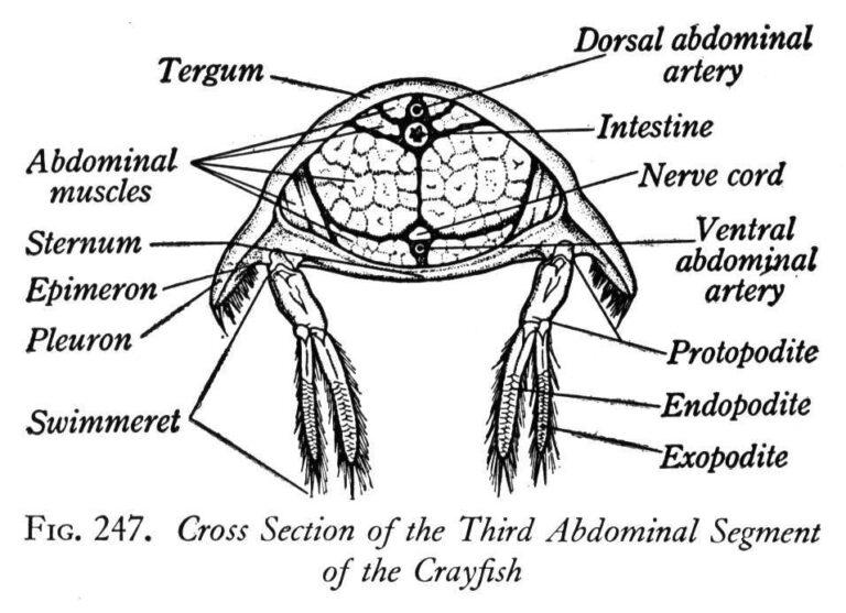 Crayfish Dissection Worksheet: Complete Guide for Biology Students