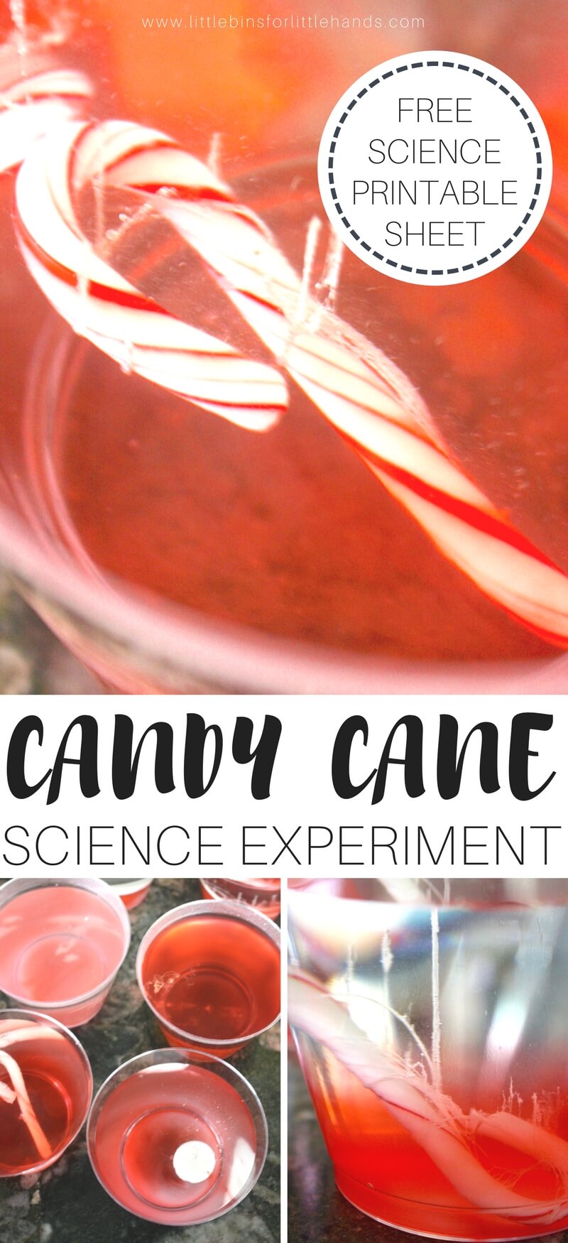 Dissolving Candy Canes Christmas Science Activity