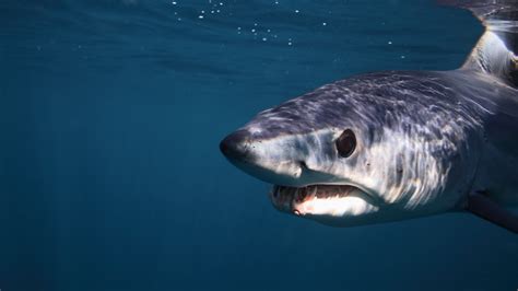 Diver Captures Exact Moment A Mako Shark Attacked Him