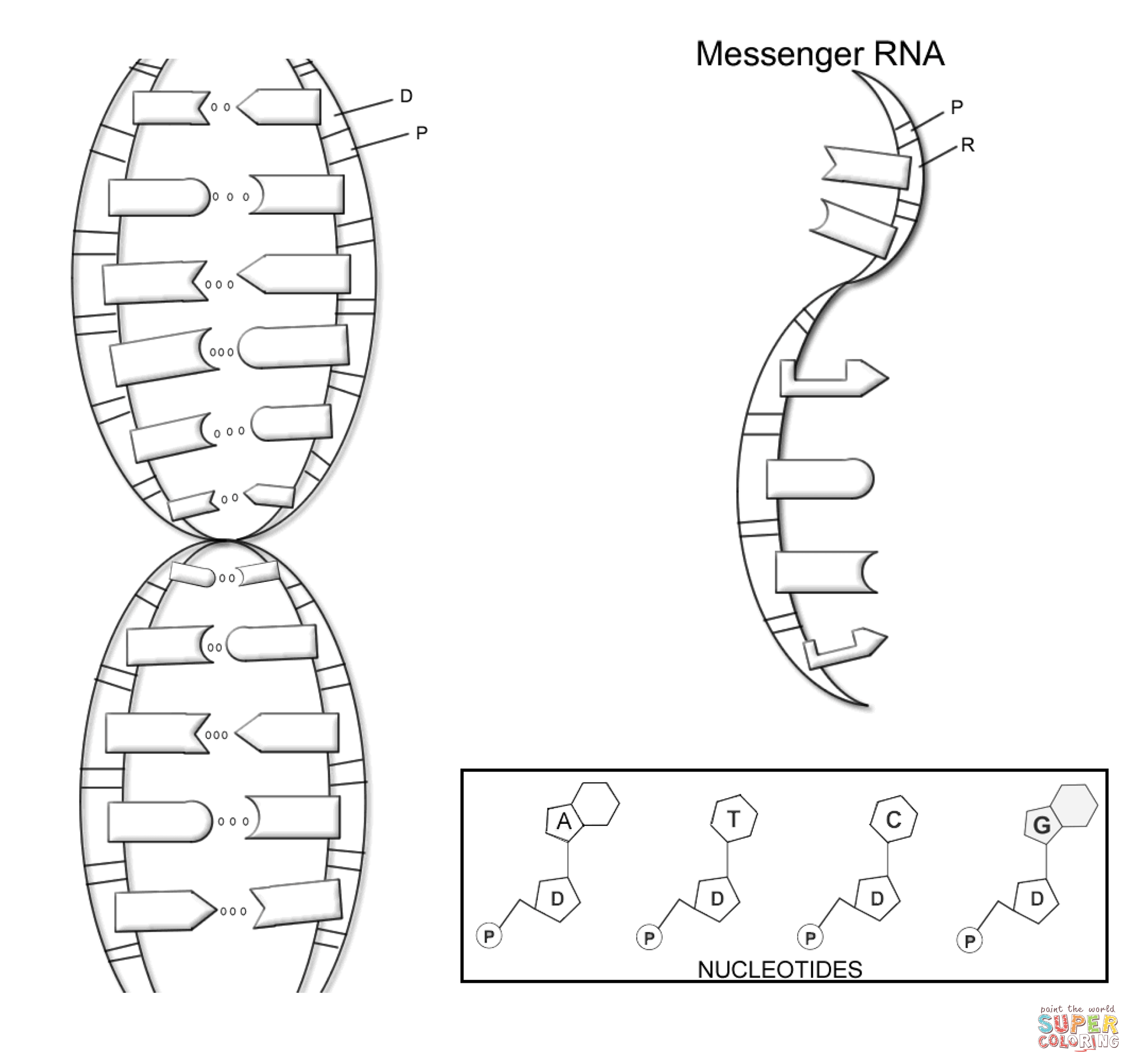 Dna And Cell Coloring Pages Etsy